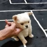 チワワ(ロング)【長崎県・男の子・2025年10月23日・ライトブラウン】の写真1