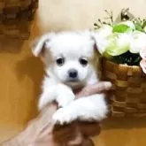 チワワ(ロング)