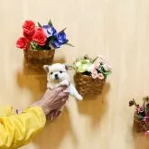 チワワ(ロング)【長崎県・男の子・2025年10月23日・ライトブラウン】の写真2