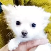 チワワ(ロング)【長崎県・男の子・2025年7月11日・ホワイト2】の写真2