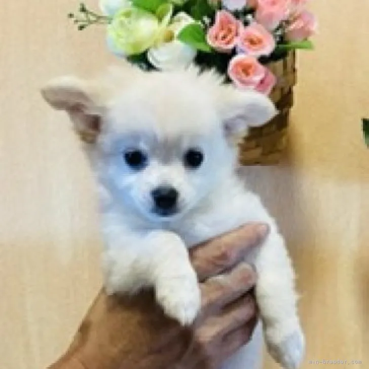 ID:2306-02141の子犬