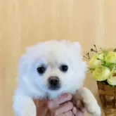 チワワ(ロング)【長崎県・男の子・2024年1月5日・ホワイト】の写真1