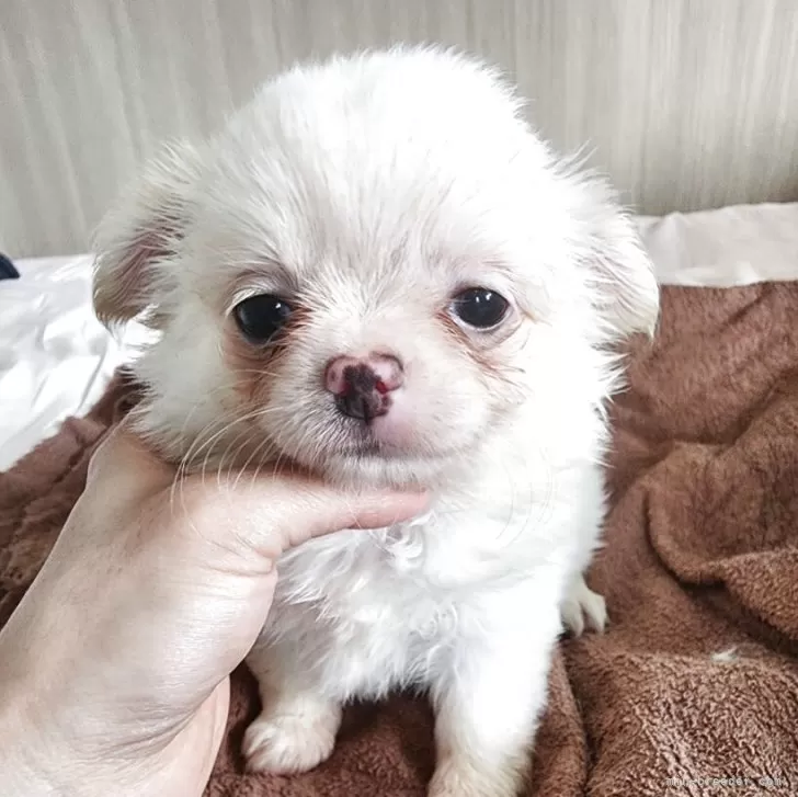 ID：2506-01167の子犬
