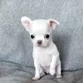 チワワ(スムース)