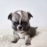 チワワ(ロング)