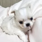 チワワ(ロング)