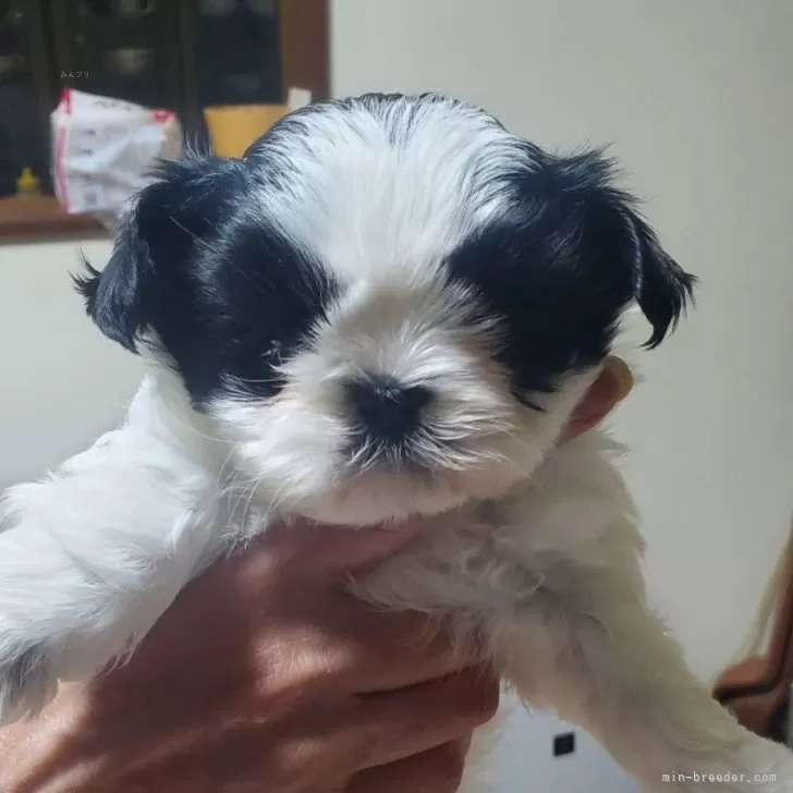 ID:2403-03639の子犬