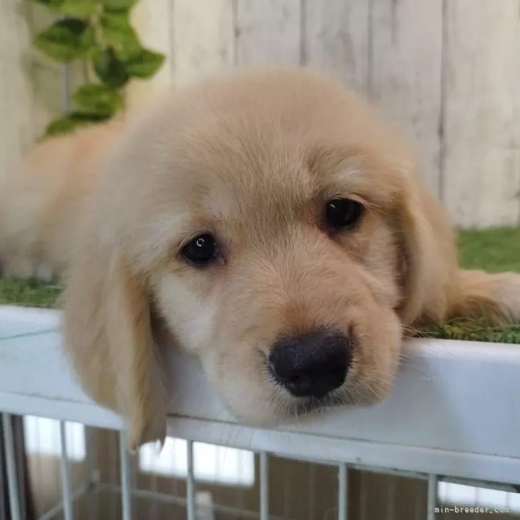 ID：2507-04888の子犬
