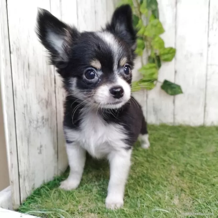 ID:2506-01815の子犬
