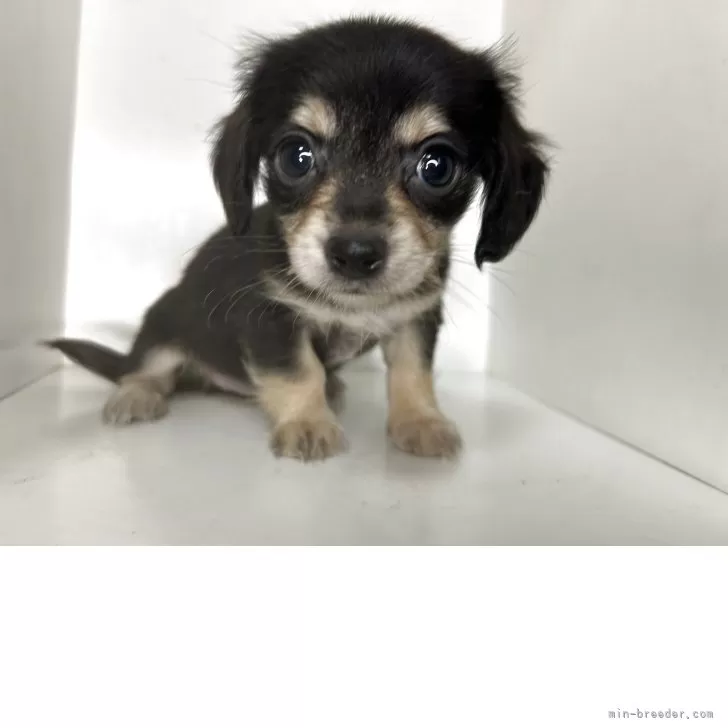 ID:2507-07683の子犬