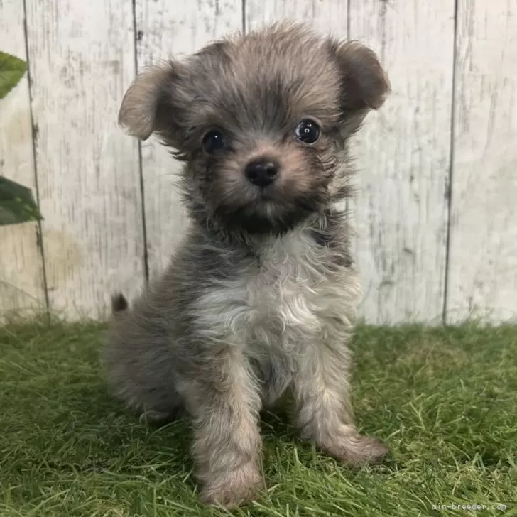 ID：2507-05215の子犬