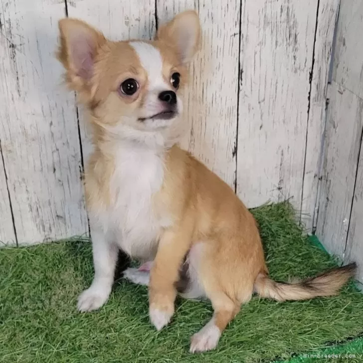 チワワ(ロング)【三重県・男の子・2025年5月1日・レッド&amp;ホワイト】の写真1