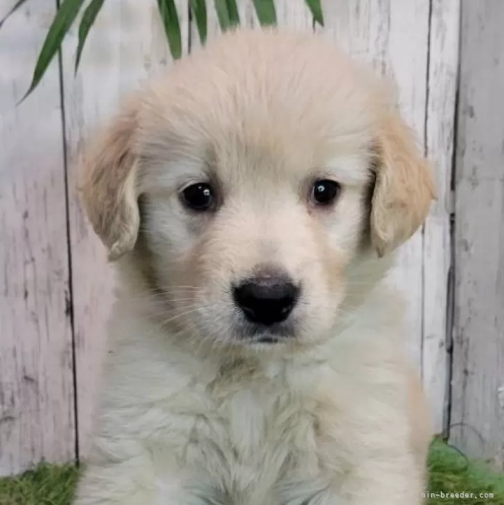 ID:2505-02867の子犬