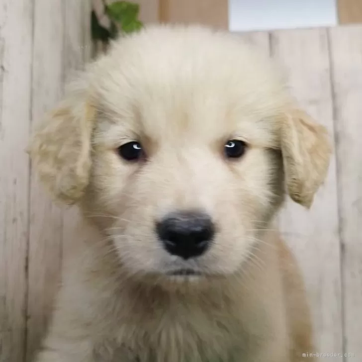 ID:2505-01805の子犬
