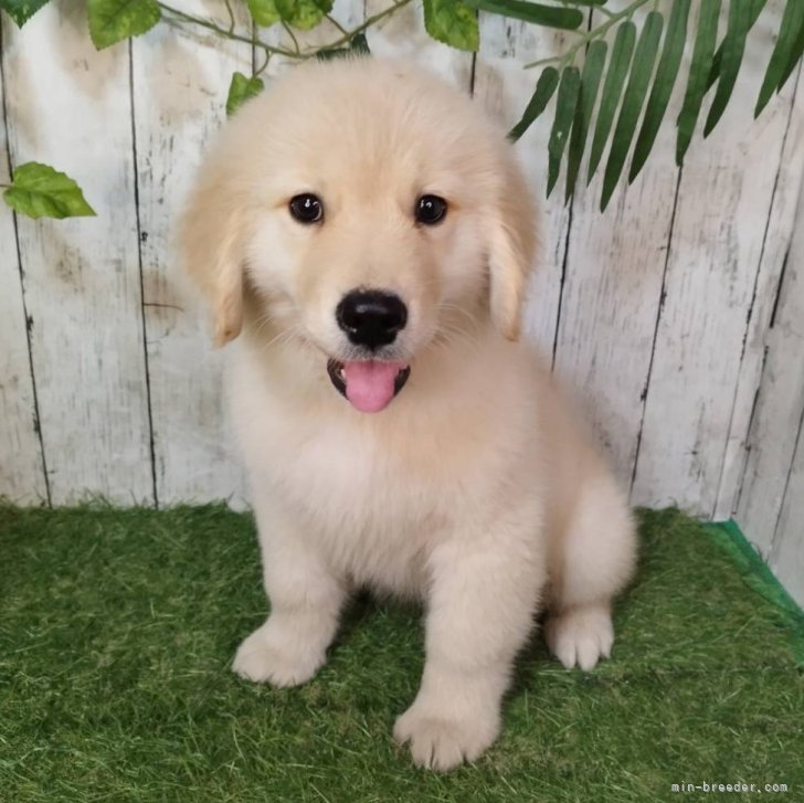 ブリーダー画像