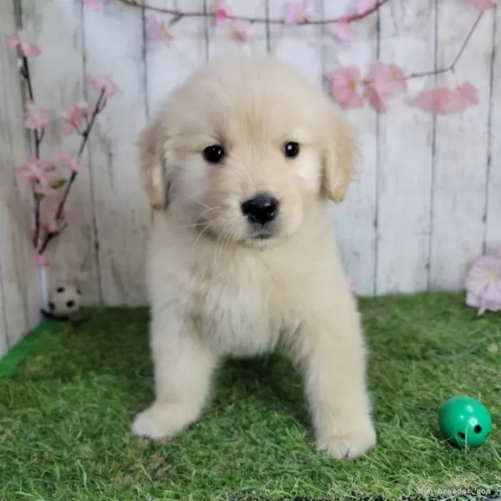 ID：2503-03843の子犬