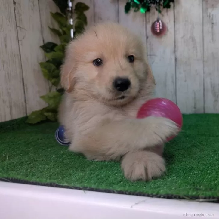 ID：2412-00582の子犬