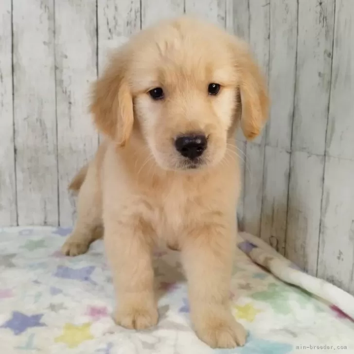 T.M 様のお迎えした子犬