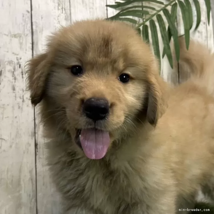 ID:2504-05591の子犬