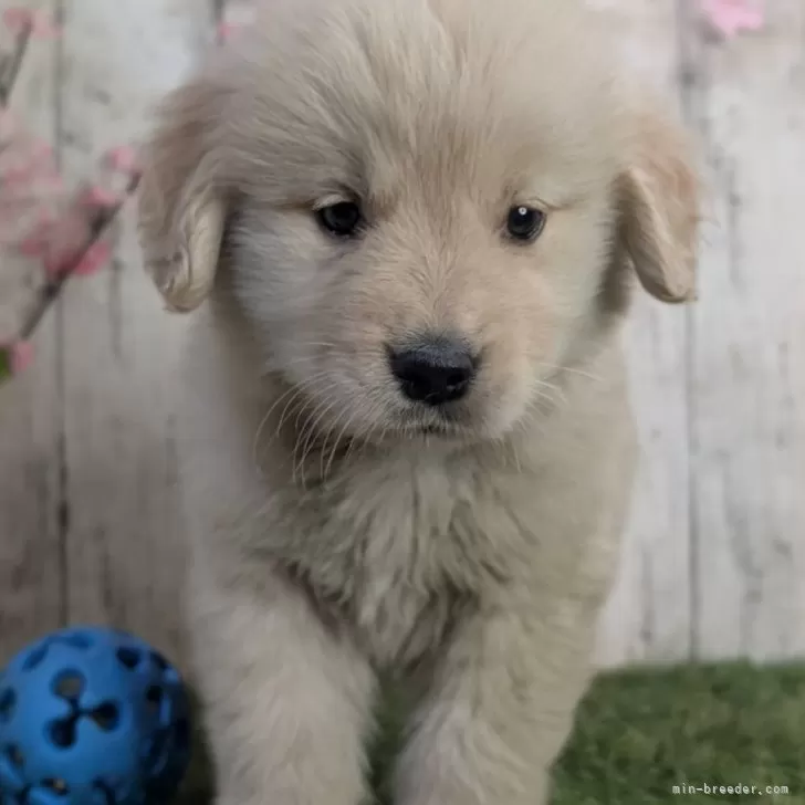 ID：2503-03841の子犬