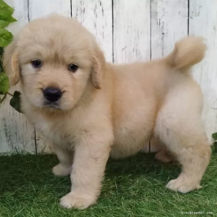 ID:2506-07640の子犬