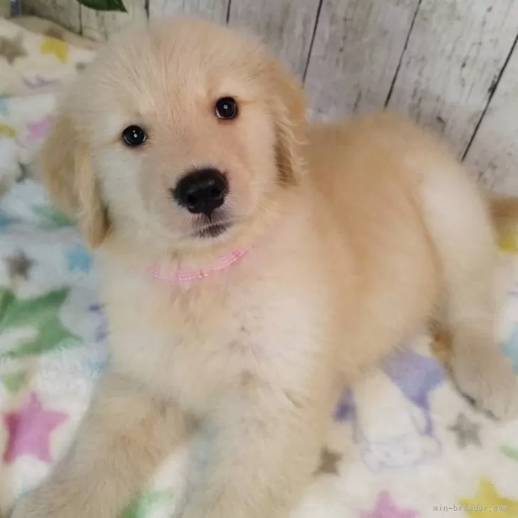 ID：2508-08057の子犬