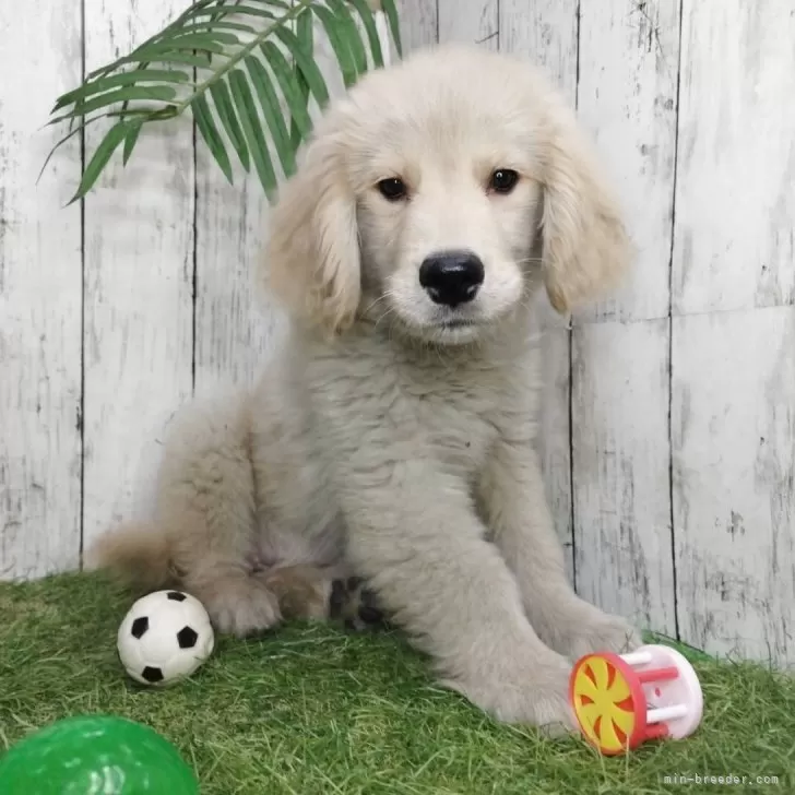 ID：2503-03793の子犬