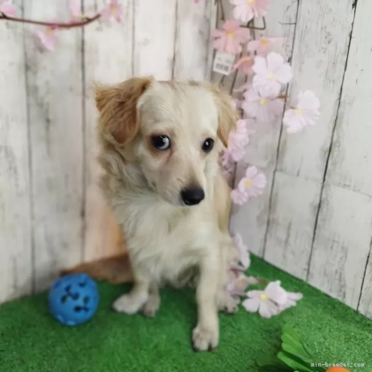 ID:2407-04684の子犬