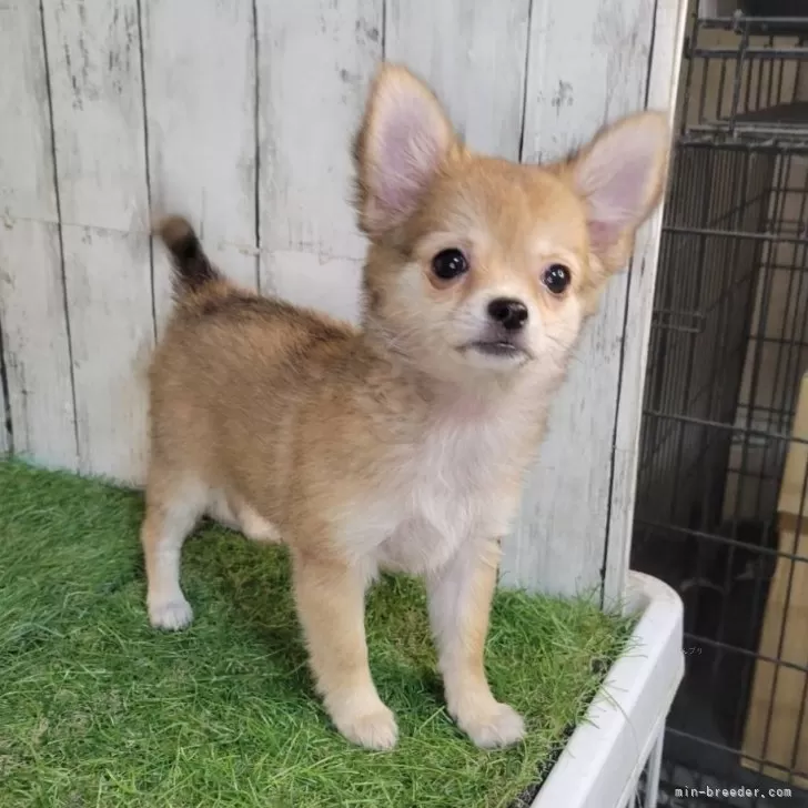 チワワ(ロング)【三重県・女の子・2025年7月28日・レッド】の写真1