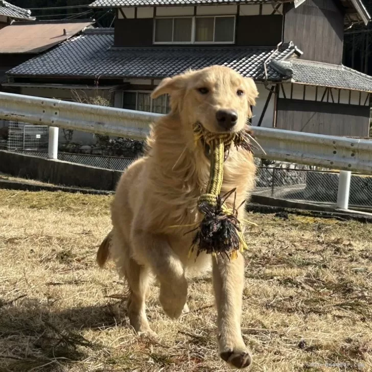 ID:2408-05823の子犬