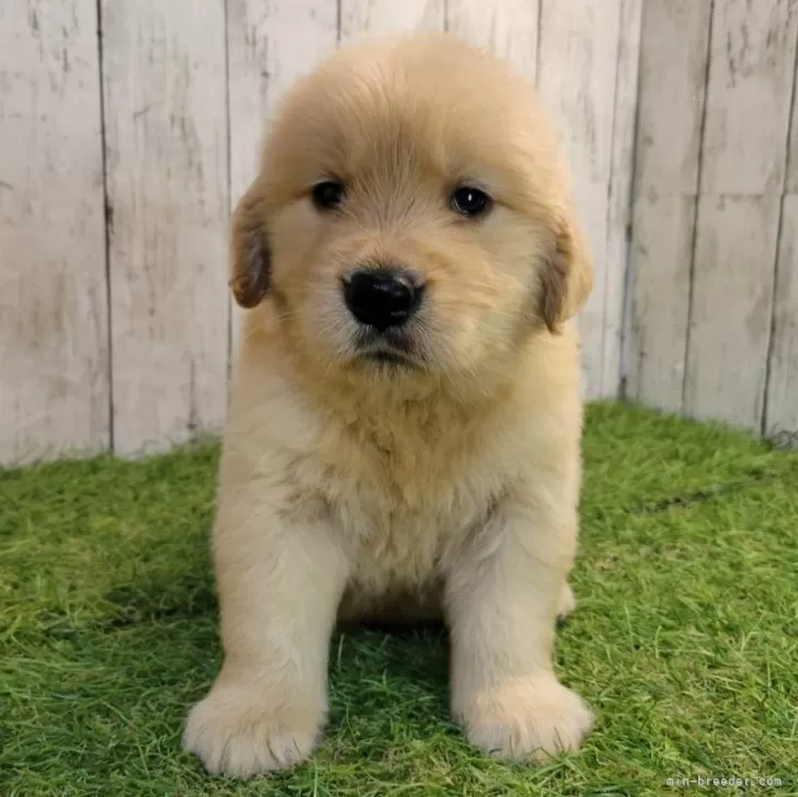 ID：2507-06988の子犬