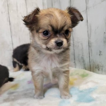 チワワ(ロング)【三重県・男の子・2025年10月30日・レッド】の写真「総額表示💰可愛い男の子♡」