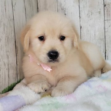 ゴールデンレトリバー【三重県・女の子・2025年9月7日・ゴールド】の写真「父JKCチャンピオン骨格のがっちりした可愛い女の子」