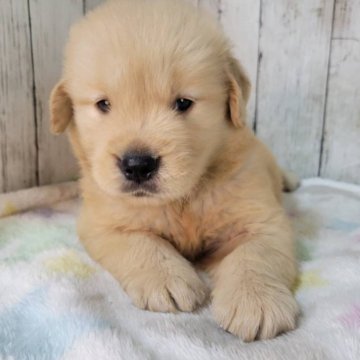 ゴールデンレトリバー【三重県・男の子・2025年9月8日・ゴールド】の写真「父JKCチャンピオン骨格のがっちりした可愛い子」