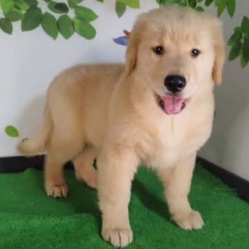 ゴールデンレトリバー【三重県・女の子・2025年9月8日・ゴールド】の写真「父JKCチャンピオン✨骨格の良い女の子♡」