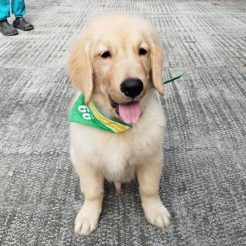 ゴールデンレトリバー【三重県・男の子・2025年7月19日・ゴールド】の写真「総額表示💰可愛い男の子♡」