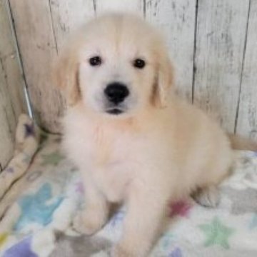 ゴールデンレトリバー【三重県・男の子・2025年9月17日・ゴールド】の写真「総額表示💰父JKCチャンピオン✨可愛い女の子♡」