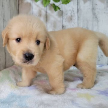 ゴールデンレトリバー【三重県・男の子・2025年9月8日・ゴールド】の写真「父JKCチャンピオン骨格のがっちりした可愛い子」