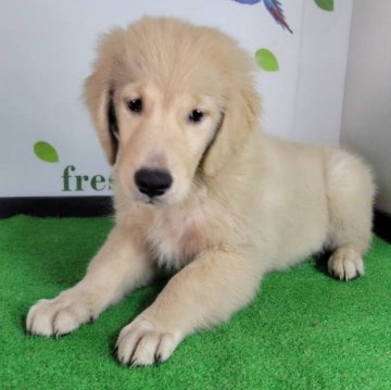 ゴールデンレトリバー【三重県・女の子・2025年7月19日・ゴールド】の写真「総額表示💰可愛い女の子♡」