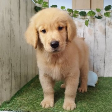 ゴールデンレトリバー【三重県・女の子・2025年9月17日・ゴールド】の写真「総額表示💰父JKCチャンピオン✨可愛い女の子♡」