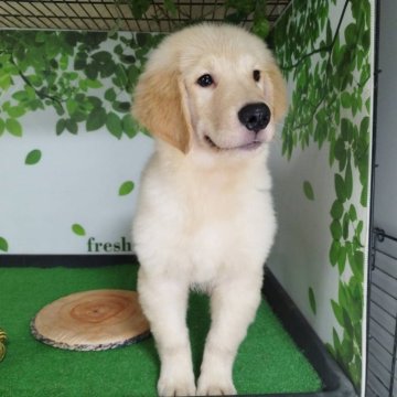 ゴールデンレトリバー【三重県・男の子・2025年7月4日・ゴールド】の写真「総額表示💰父JKCチャンピオン✨可愛い男の子♡」