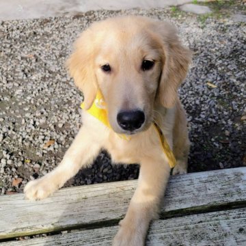 ゴールデンレトリバー【三重県・女の子・2025年7月19日・ゴールド】の写真「総額表示💰可愛い女の子♡」