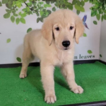 ゴールデンレトリバー【三重県・女の子・2025年7月19日・ゴールド】の写真「総額表示💰可愛い女の子♡」