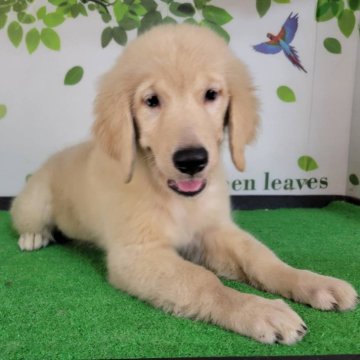 ゴールデンレトリバー【三重県・女の子・2025年7月19日・ゴールド】の写真「総額表示💰可愛い女の子♡」