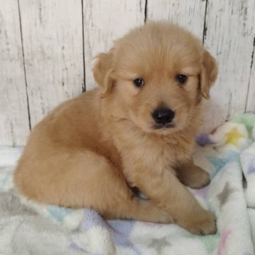 ゴールデンレトリバー【三重県・男の子・2025年11月3日・ゴールド】の写真「お父さんJKCチャンピオン✨可愛い男の子♡」