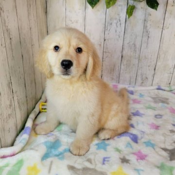 ゴールデンレトリバー【三重県・女の子・2025年7月24日・ゴールド】の写真「総額表示💰可愛い女の子♡」