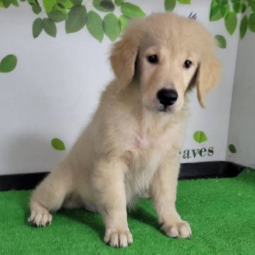 ゴールデンレトリバー【三重県・女の子・2025年7月19日・ゴールド】の写真「総額表示💰可愛い女の子♡」
