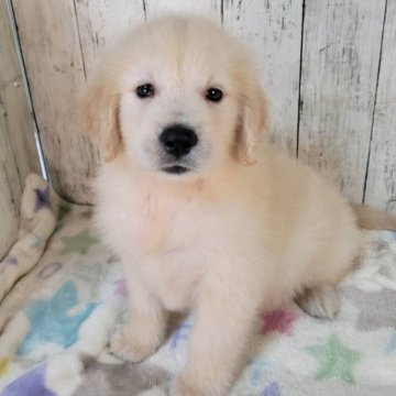 ゴールデンレトリバー【三重県・男の子・2025年9月17日・ゴールド】の写真「総額表示💰父JKCチャンピオン✨可愛い女の子♡」