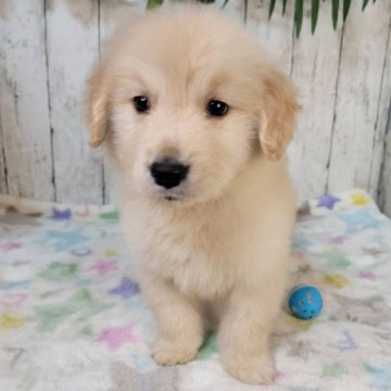 ゴールデンレトリバー【三重県・男の子・2025年10月24日・ゴールド】の写真「お父さんJKCチャンピオン直子良血」