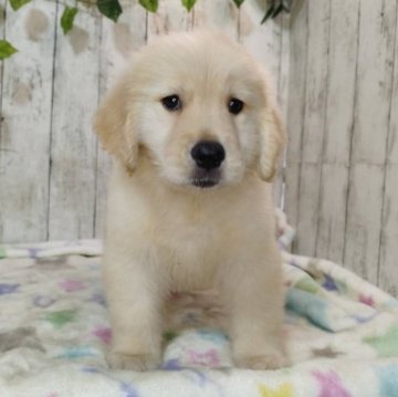 ゴールデンレトリバー【三重県・女の子・2025年8月17日・ゴールド】の写真「総額表示💰可愛い女の子♡」